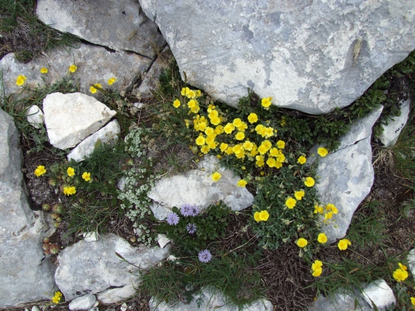 Fioriture in quota